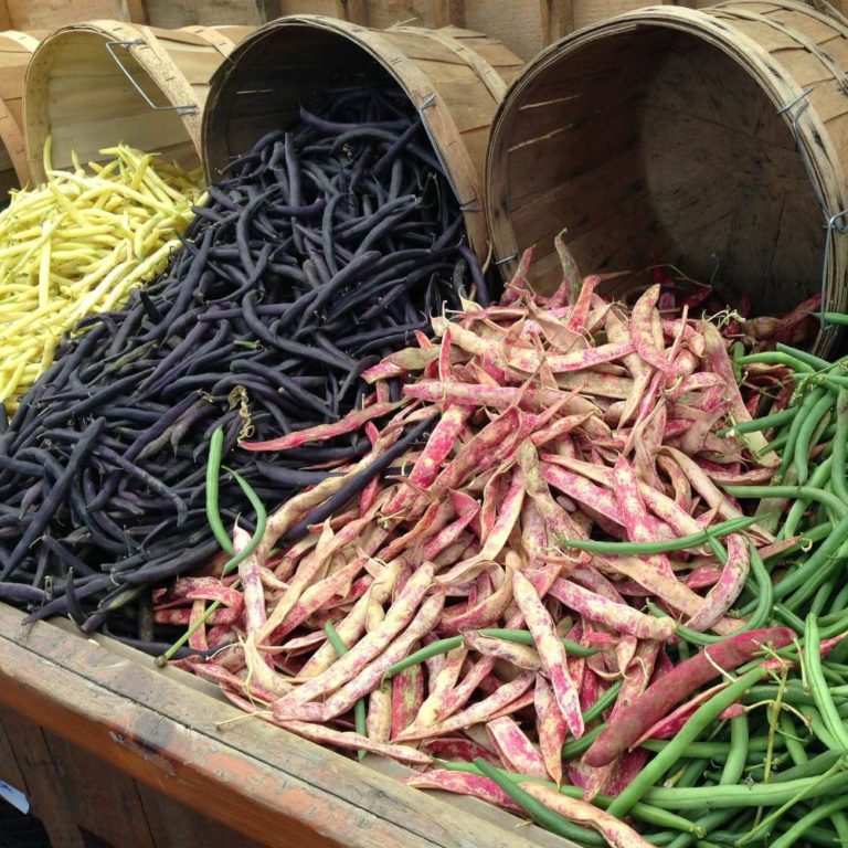 leguminosas